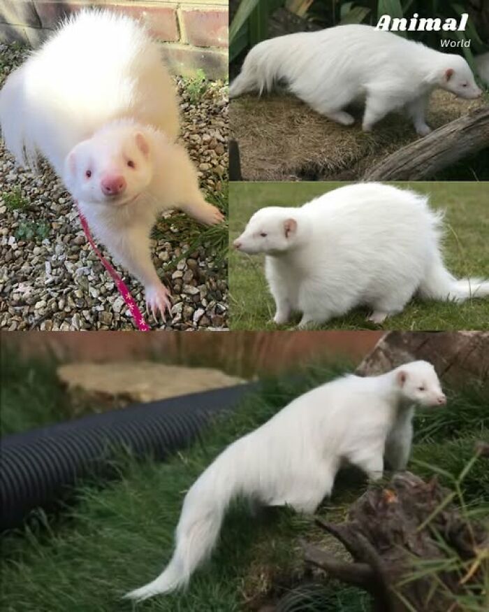 Several unique and cute albino creatures outdoors, showcasing nature's beautiful surprises in wildlife.