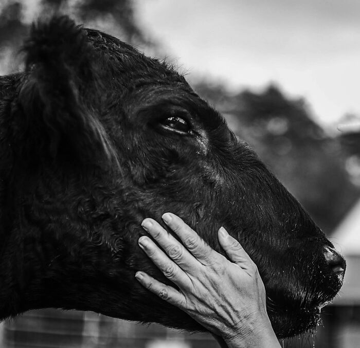 Woman wearing hat and glasses shares a tender moment with a large black cow, capturing final moments between pets and their humans.