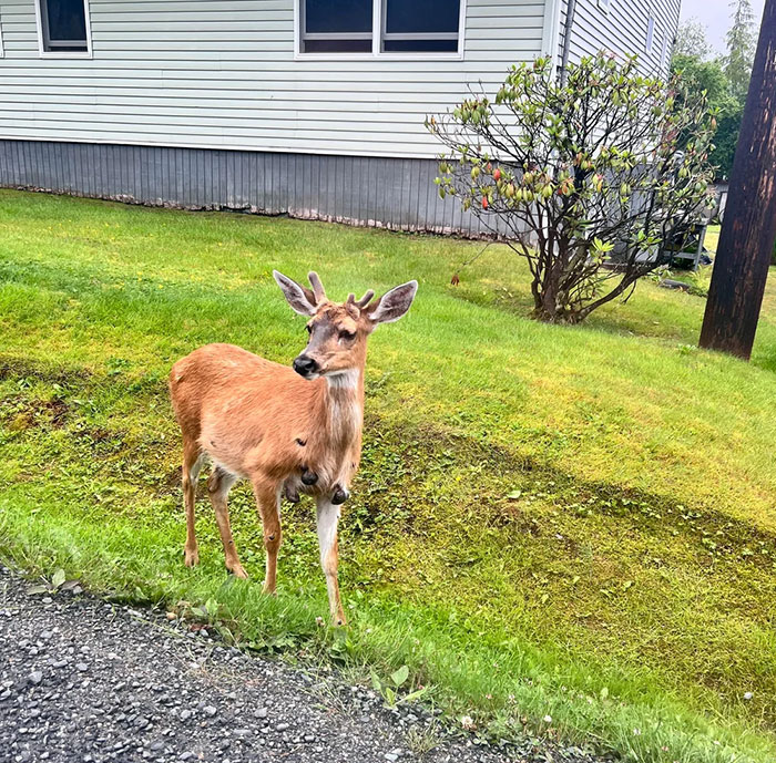 Deer standing near a house with unusual flesh bubbles on its body, raising concerns about mutant deer outbreaks in the US. Deer standing near a house with unusual flesh bubbles on its body, raising concerns about mutant deer outbreaks in the US.