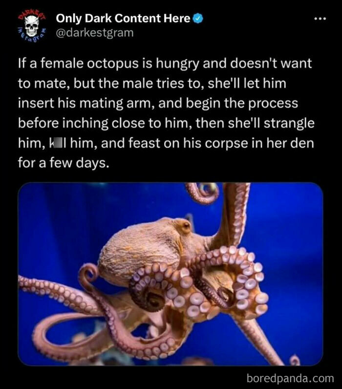 Darkest page on Instagram post about female octopus behavior with creepy story and image of octopus on a blue background.