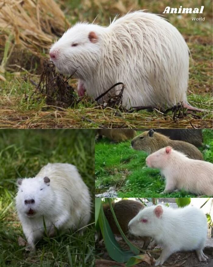 Unique and cute albino capybaras in different natural green habitats showcasing nature's beautiful surprises