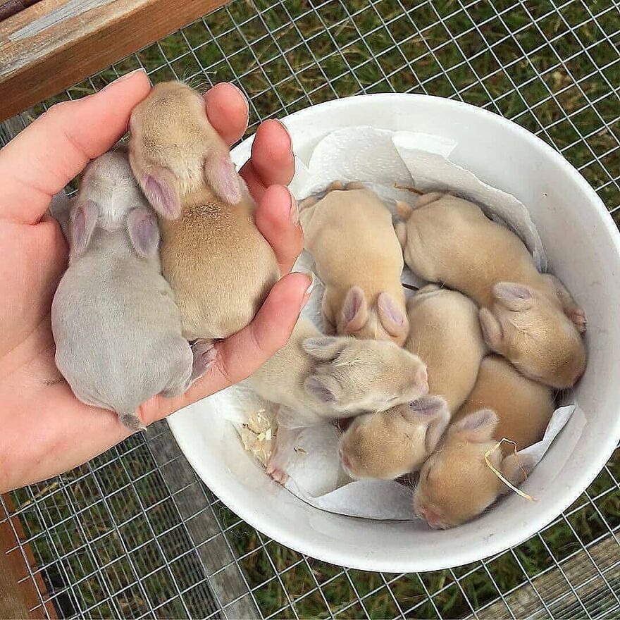 Newborn adorable animals resting in a hand and a bowl, showcasing beautiful animals that might brighten up your day.
