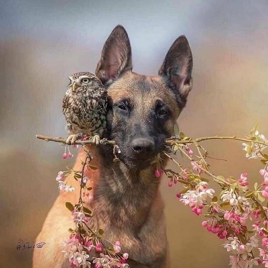 Adorable and beautiful animals including a dog holding a branch with pink flowers and an owl perched on it.