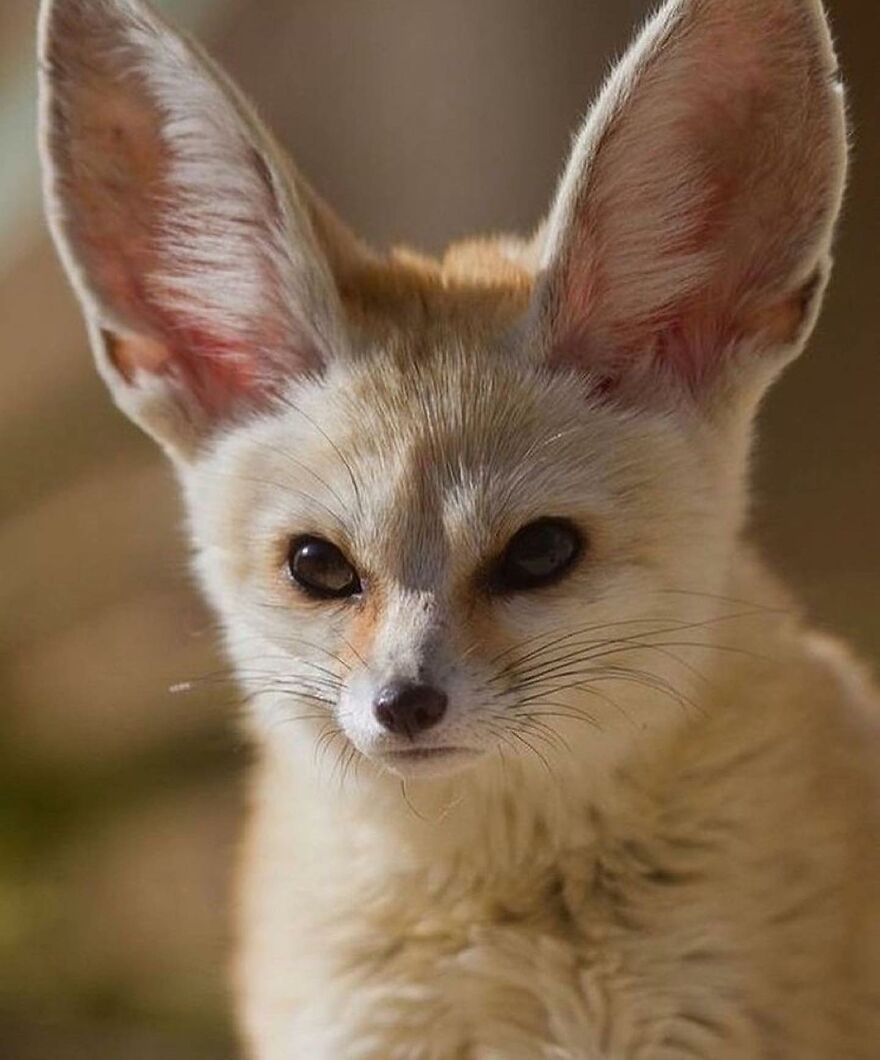 Close-up of an adorable and beautiful animal with large ears and soft fur, brightening up your day naturally.