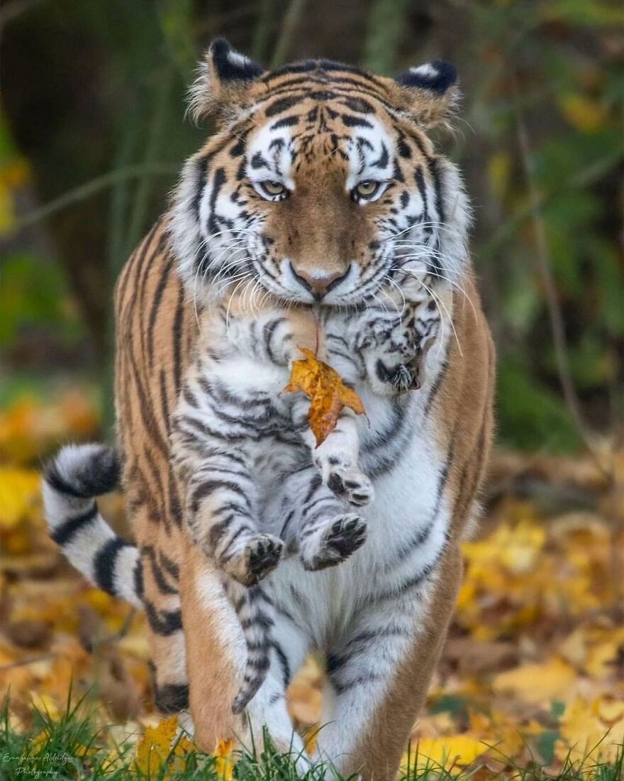 Adult tiger carrying tiger cub gently in mouth, showcasing adorable and beautiful animals in a natural autumn setting.