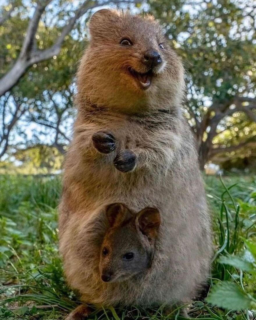 Happy quokka with joey in pouch surrounded by green plants showcasing adorable and beautiful animals in nature.