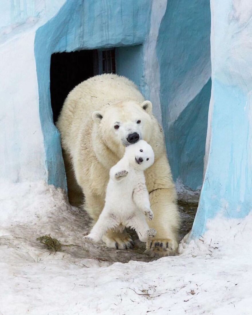 Adult polar bear carrying adorable cub near icy blue cave entrance in snowy habitat showing beautiful animals.
