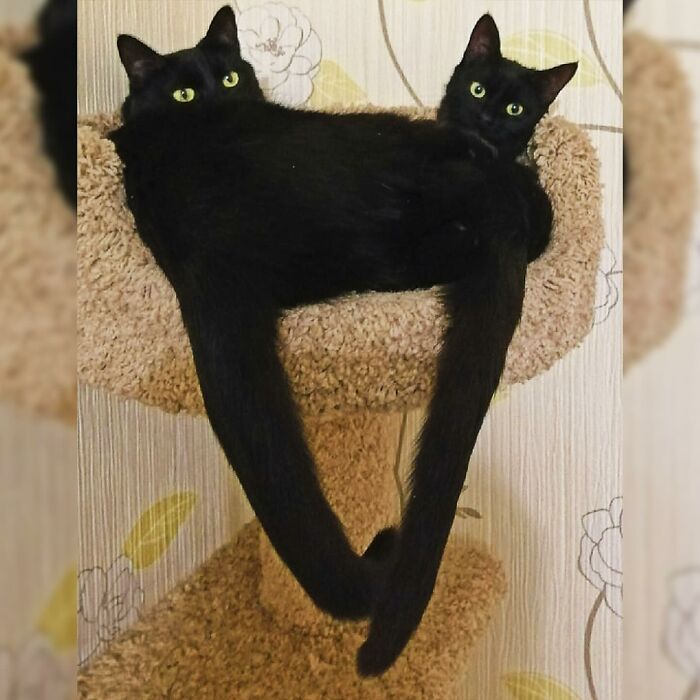 Minimalist doodle of two black cats with simple shapes and white eyes, inspired by viral cat pics artwork.