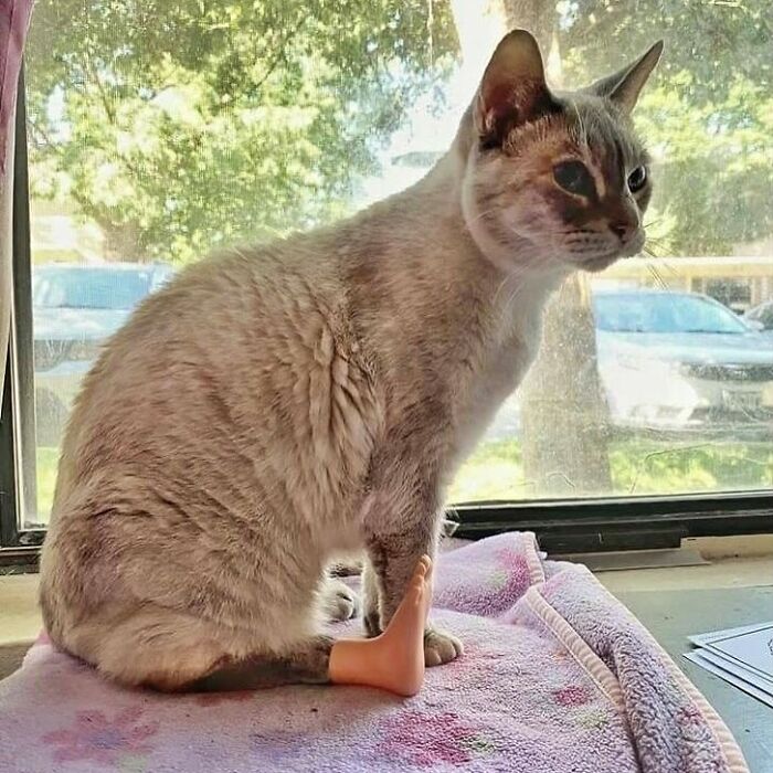 Minimalist doodle of a viral cat with a quirky pose, capturing the humor of popular viral cat pics artwork.