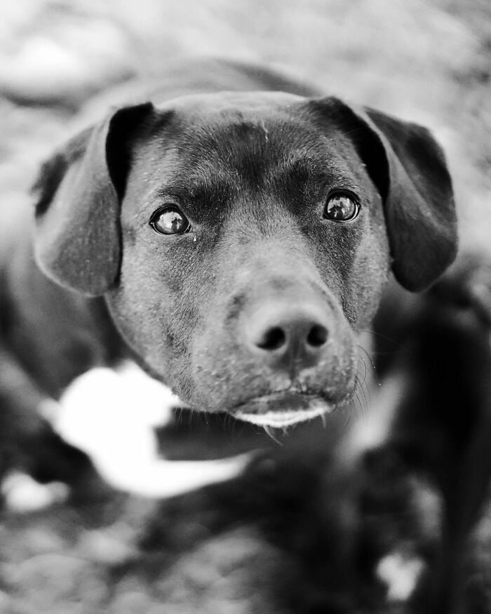 Woman embracing and kissing her dog, capturing a touching final moment between pets and their humans.