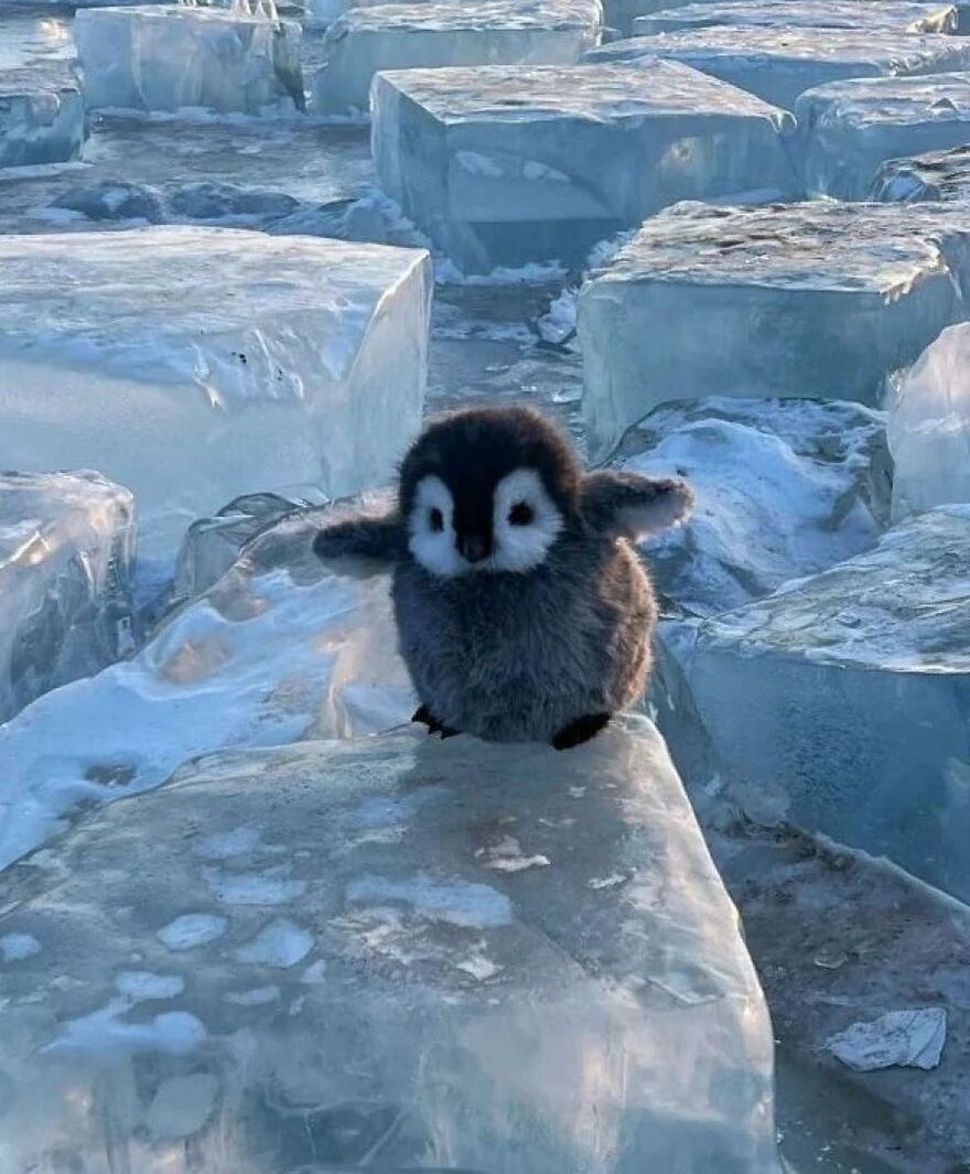 Adorable and beautiful animals: fluffy baby penguin standing on clear ice blocks in a cold, icy environment.
