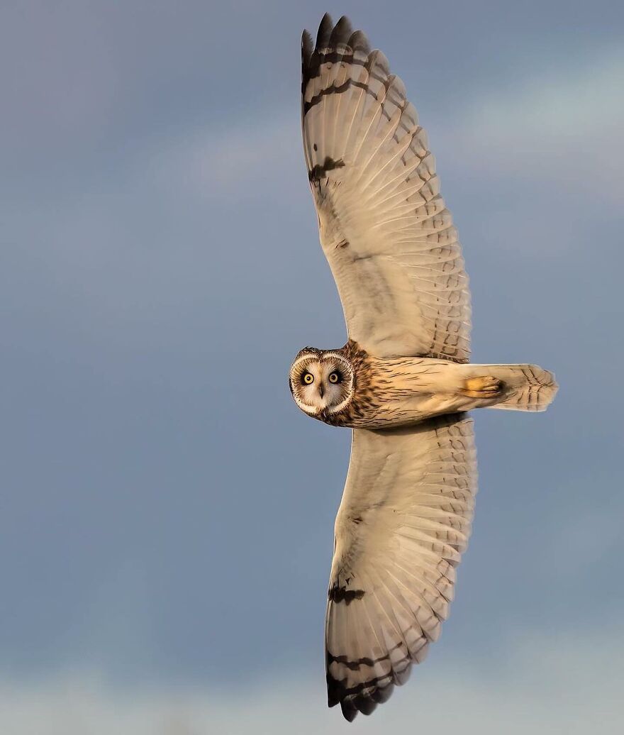 Short-eared owl flying with wide wingspan in a clear sky, one of the adorable and beautiful animals.