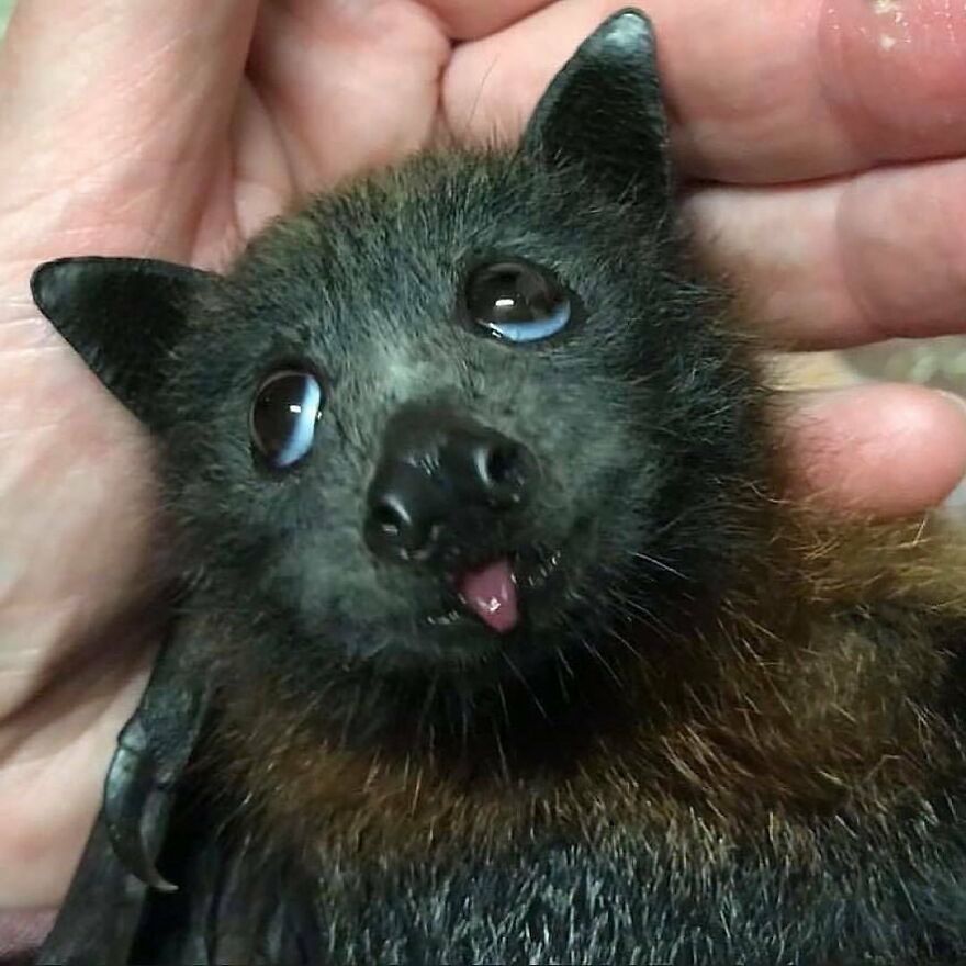 Close-up of an adorable animal with shiny black fur and bright eyes being gently held in a human hand.