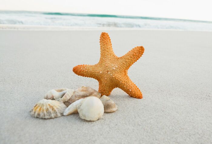 Starfish and seashells on sandy beach shore representing wildest things pulled off by confident school kids.