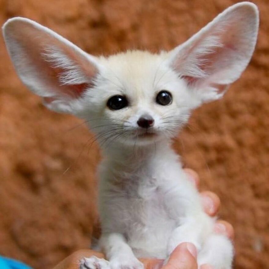 Small adorable fennec fox with large ears held gently in hands, showcasing beautiful animals that brighten up your day.