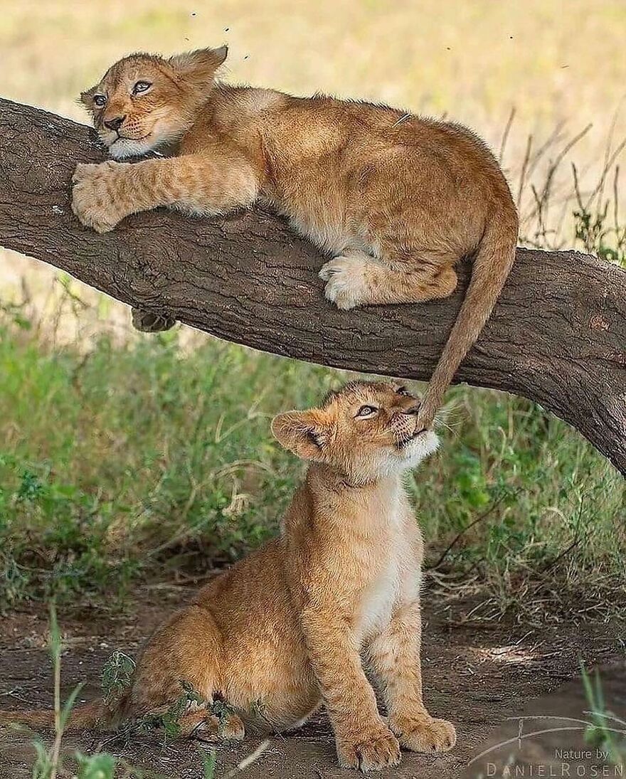 Two adorable and beautiful lion cubs playing on and near a tree branch in a natural outdoor setting.
