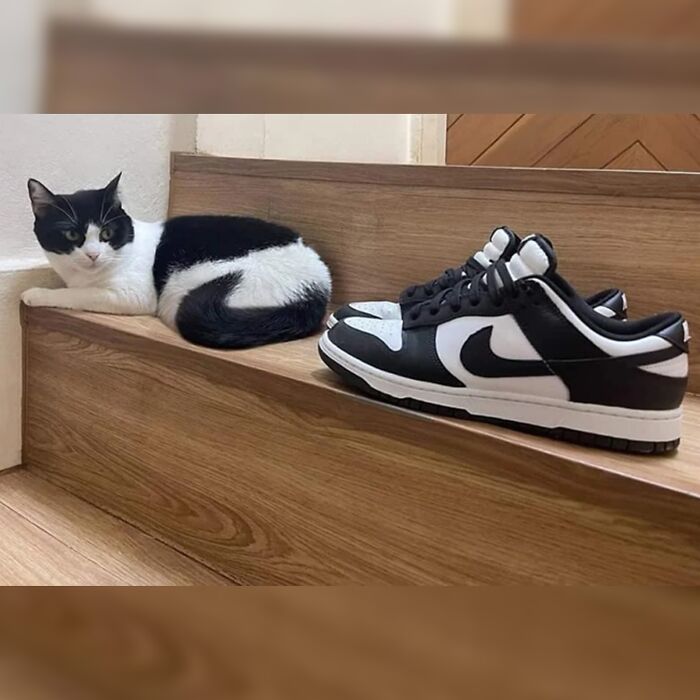 Black and white doodle of a cat curled up next to a matching patterned sneaker, showcasing viral cat pics artwork.