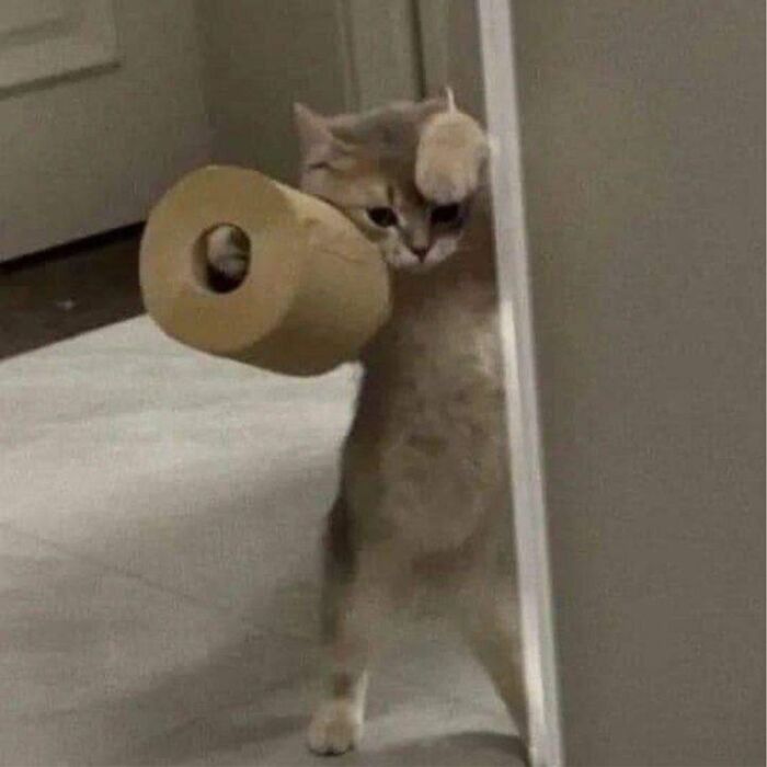 Minimalist doodle of a cat holding a flashlight, part of viral cat pics turned into humorous cat doodles series.