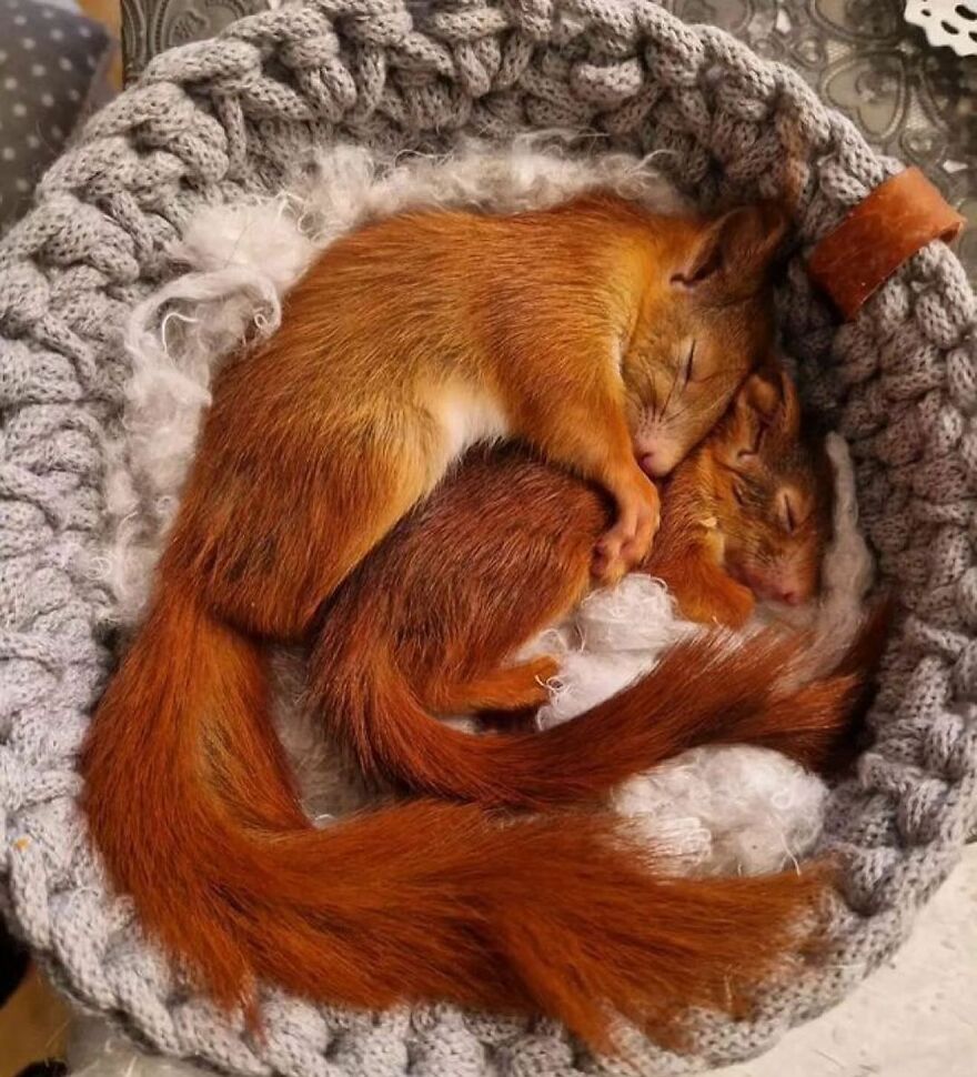 Two adorable animals sleeping closely together in a cozy knitted bed, showcasing beautiful natural fur colors.