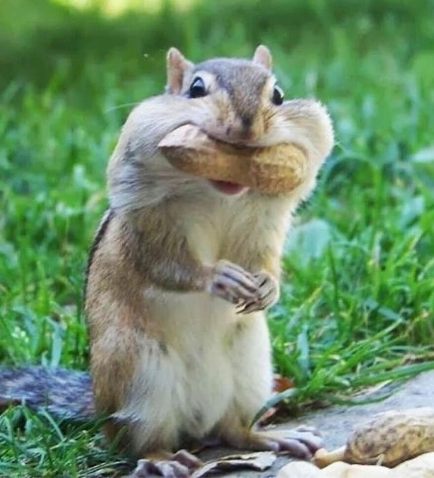 Chipmunk with full cheeks holding a peanut, one of the adorable and beautiful animals that might brighten up your day.