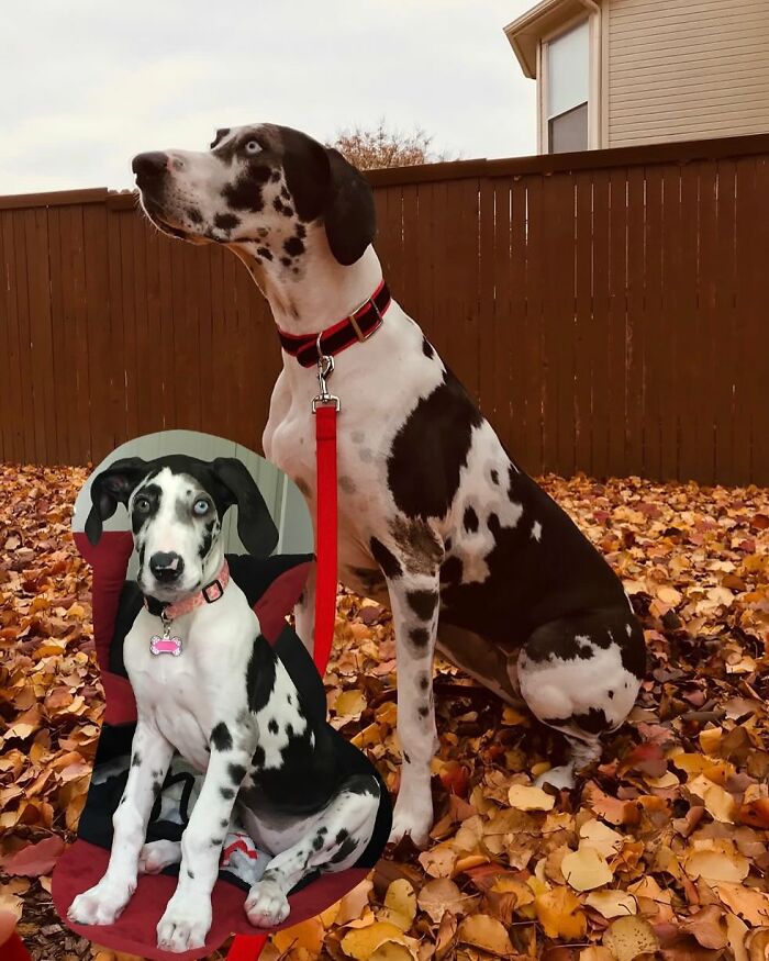 Great Dane dog and puppy with black and white spots sitting on autumn leaves, showcasing adorable animal photo edits.