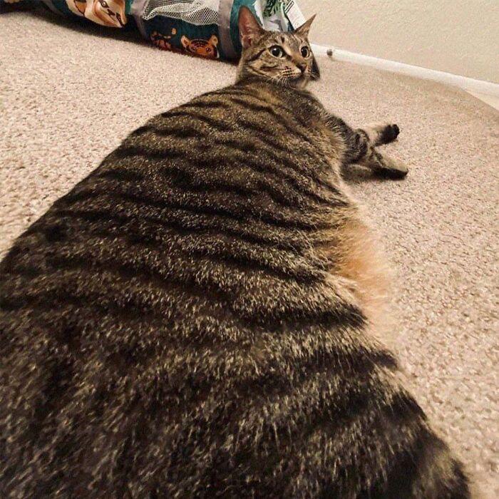 Minimalist doodle of a viral cat with striped pattern, created by artist turning viral cat pics into spot-on doodles.