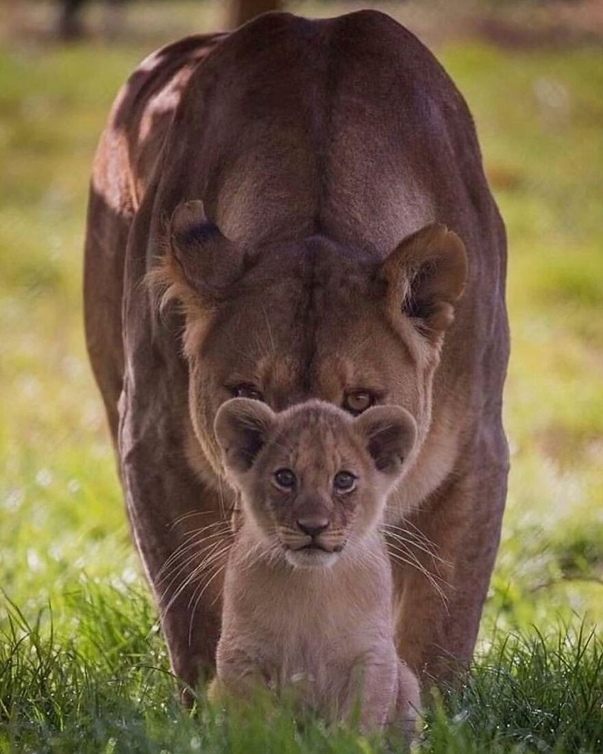 Lioness and cub closely positioned in grassy area, showcasing adorable and beautiful animals in their natural habitat.