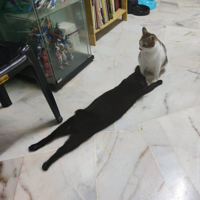 Minimalist doodle of a cat sitting on a long shadow in a simple, humorous style inspired by viral cat pics.