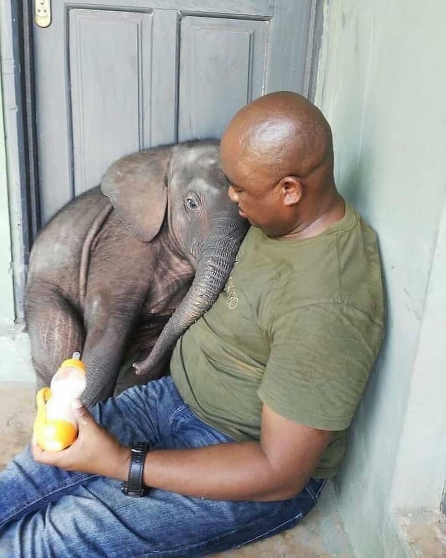 Man feeding a baby elephant with a bottle, showcasing adorable and beautiful animals that might brighten up your day