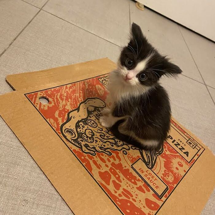 Minimalist doodle of a cat sitting inside simple overlapping squares, part of viral cat pics turned into art by an artist.