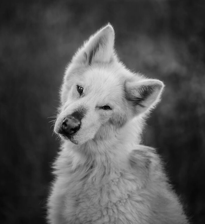 Person with short curly hair and glasses sharing a tender moment with a dog in touching photos capturing final moments between pets and humans