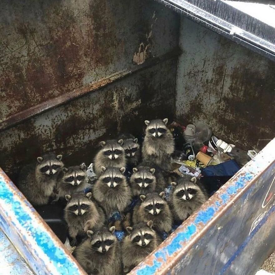 A group of adorable and beautiful animals, raccoons, gathered inside a rusty dumpster surrounded by trash.