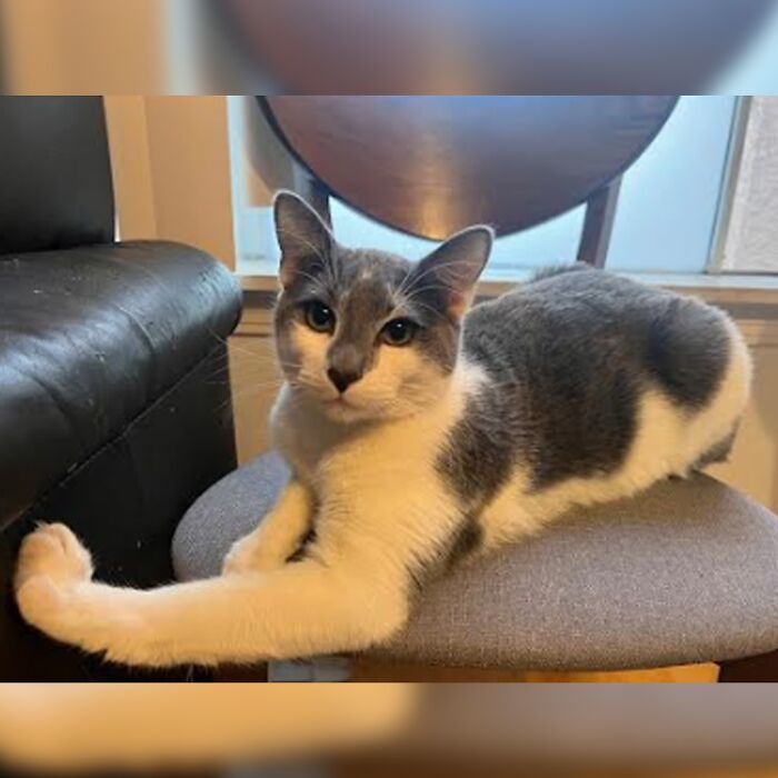 Minimalist doodle of a cat with simple lines, part of viral cat pics turned into spot-on humorous drawings.