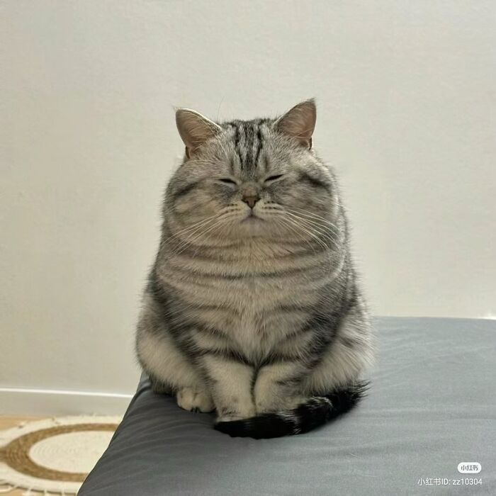 Minimalist doodle of a viral cat with a large rounded body and small eyes, part of artist's viral cat pics collection.