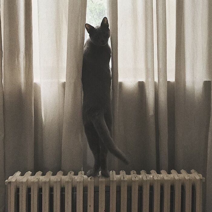 Minimalist doodle of a cat hanging on a wooden surface, showcasing viral cat pics turned into spot-on art.