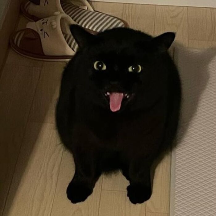 Minimalist doodle of a viral cat with black fur, round body, and tiny face by artist known for viral cat pics.