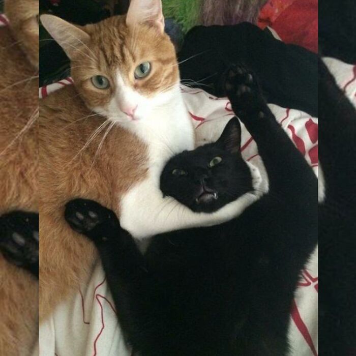 Minimalist doodle of two playful cats inspired by viral cat pics, capturing their quirky and humorous interaction.