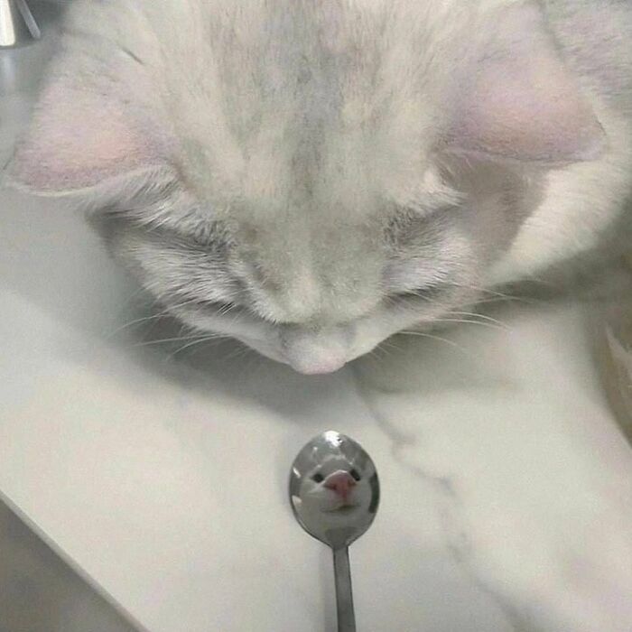 Simple doodle of a cat reflected in a spoon, part of viral cat pic art by an artist known for spot-on doodles.