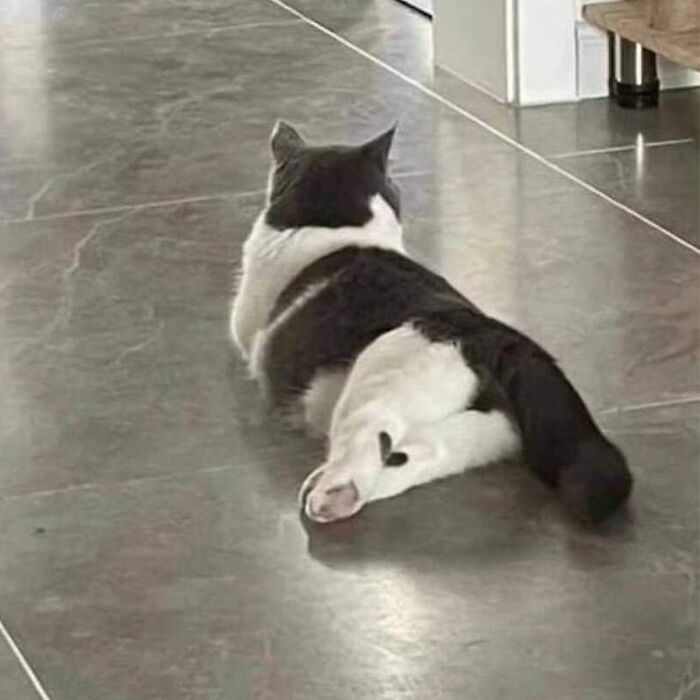 Minimalist doodle of a black and white cat inspired by viral cat pics, drawn with simple lines and playful style.