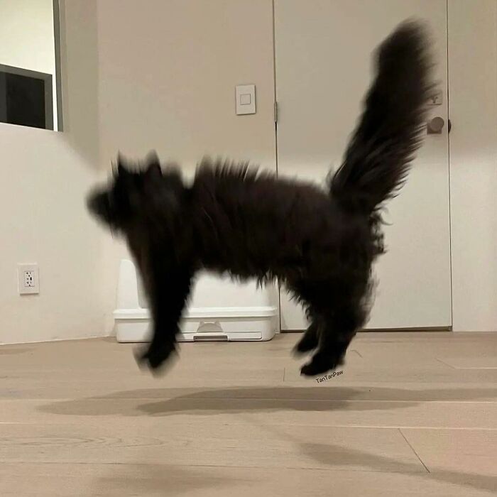 Black doodle of a viral cat with wide eyes and a raised tail, showcasing a humorous and spot-on artistic style.