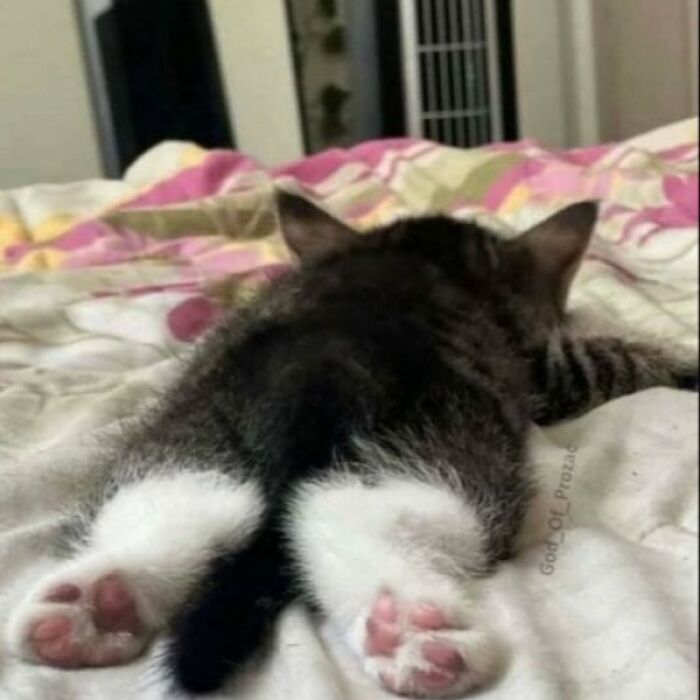 Minimalist doodle of a black cat from behind showing pink paw pads, part of viral cat pics art series.