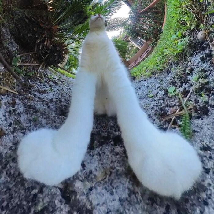 Minimalist doodle of a cat with extremely long legs, part of viral cat pics turned into humorous drawings by an artist.