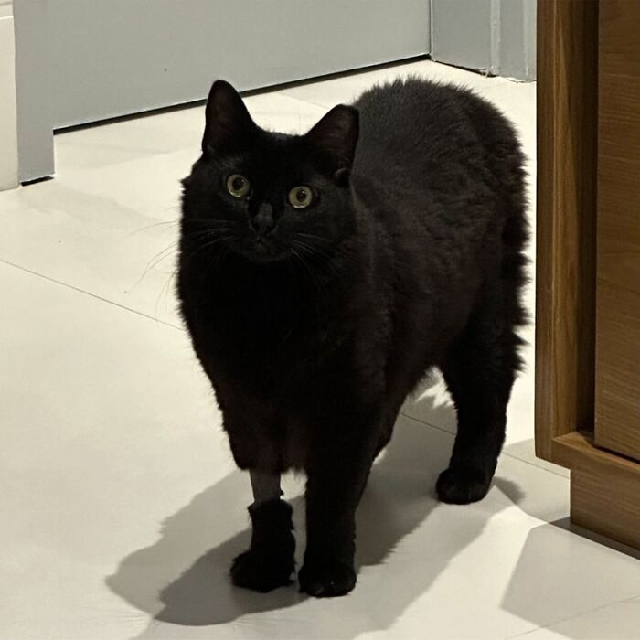 Minimalist doodle of a black cat with yellow eyes, part of viral cat pics turned into humorous cat doodles.