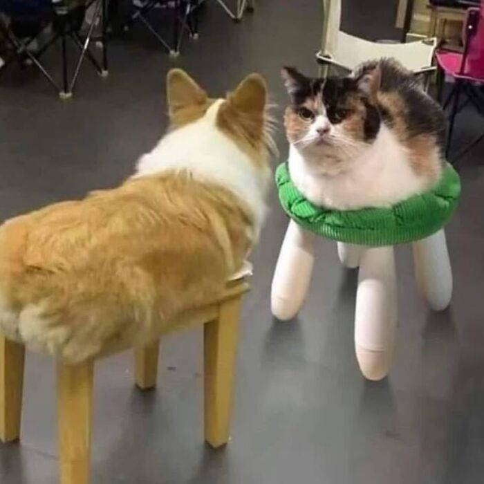 Minimalist doodles of viral cats humorously combined with furniture, showcasing creative and spot-on cat illustrations.