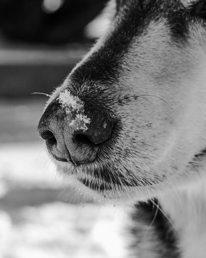 Black and white photo of a couple sharing a tender moment with their dog, capturing touching final moments between pets and humans.