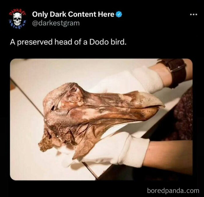 Preserved head of a Dodo bird held with gloves, showcasing creepy dark content from the darkest page on Instagram.