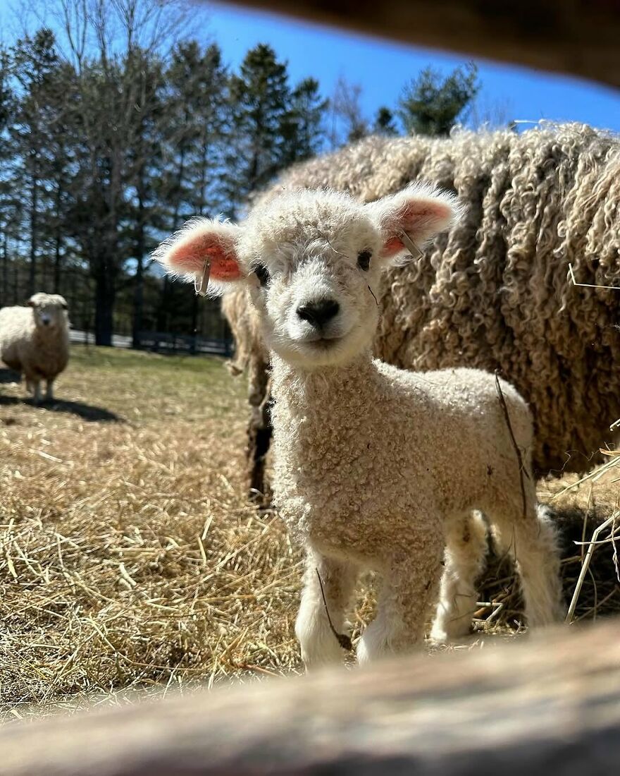Close-up of an adorable lamb with curly wool standing in a sunny field among beautiful animals on a clear day.