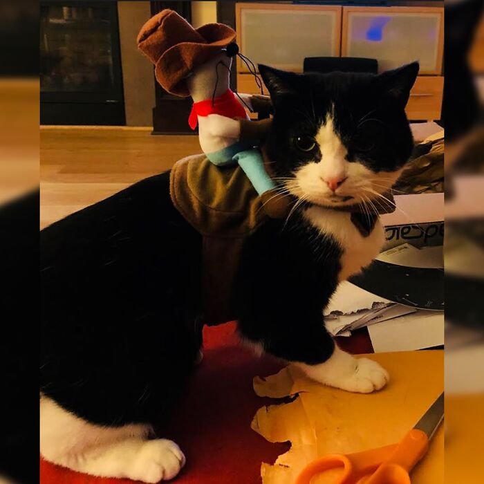 Minimalist doodle of a cat with a tiny cowboy riding it, showcasing viral cat pics turned into humorous art.