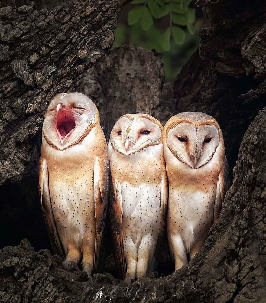 Three adorable and beautiful animals perched inside a tree hollow, with one owl yawning and two calmly resting.