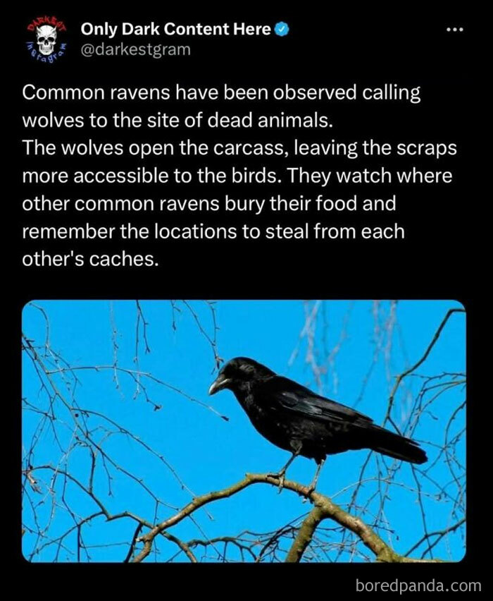 Post from darkest page on Instagram showing a raven on a branch with a creepy story about raven and wolf behavior.